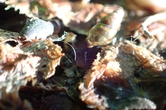 Cochlicopa lubrica