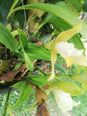 Lycaste deppei