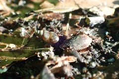 Cochlicopa lubrica