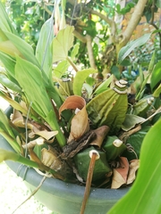 Lycaste deppei