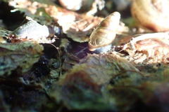 Cochlicopa lubrica