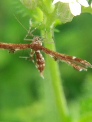 Geina tenuidactylus