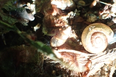 Cochlicopa lubrica