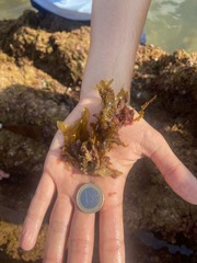 Dictyopteris polypodioides