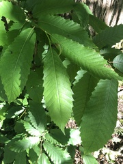 Castanea sativa