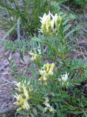 Astragalus bolanderi