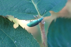 Polydrusus formosus