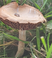 Fungi