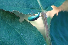Polydrusus formosus