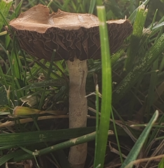 Fungi
