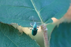 Polydrusus formosus