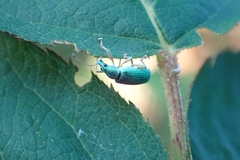 Polydrusus formosus