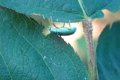 Polydrusus formosus