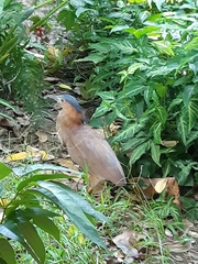 Gorsachius melanolophus