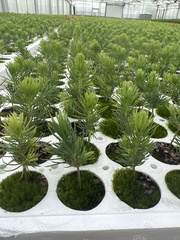 Picea glauca densata