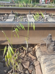 Bromus