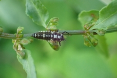 Propylea quatuordecimpunctata