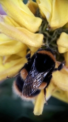 Bombus terrestris