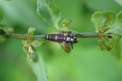 Propylea quatuordecimpunctata