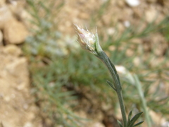 Centaurea caprina