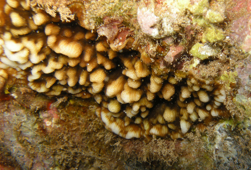 Leptoseris observed 2020-02-16