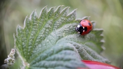 Coccinella septempunctata