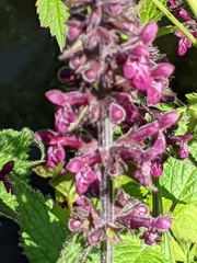 Stachys sylvatica