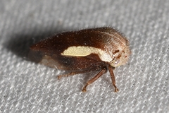 Ophiderma flavicephala