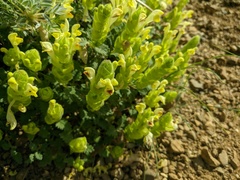 Scutellaria orientalis orientalis