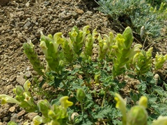 Scutellaria orientalis orientalis