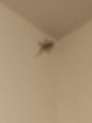 Tarentola mauritanica