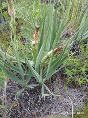 Takhtajaniantha austriaca