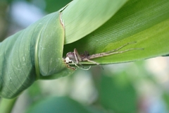 Philodromidae