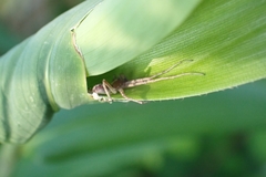 Philodromidae