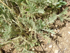 Cephalaria uralensis