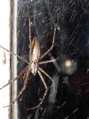 Euprosthenops