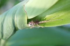Philodromidae