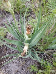 Takhtajaniantha austriaca