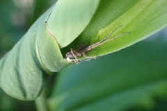 Philodromidae
