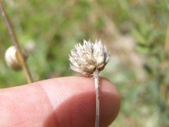 Cephalaria uralensis