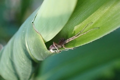 Philodromidae