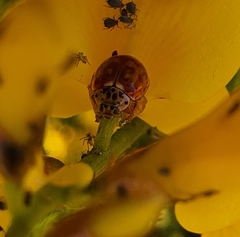 Harmonia quadripunctata
