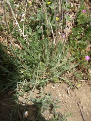 Cephalaria uralensis