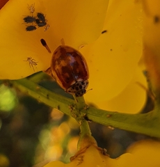 Harmonia quadripunctata