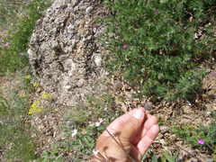 Cephalaria uralensis