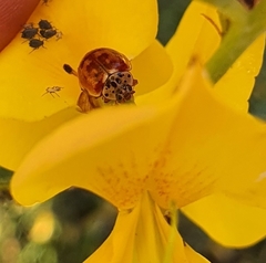 Harmonia quadripunctata
