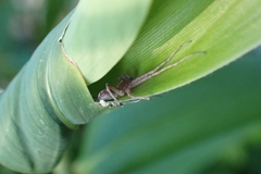 Philodromidae