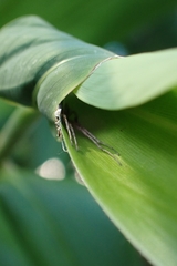 Philodromidae