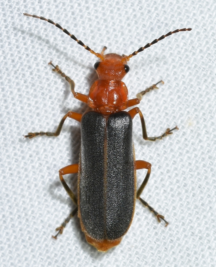 Tomentous Soldier Beetle