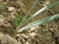 Ornithogalum fimbriatum